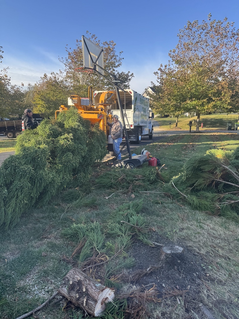 Crew feeding evergreen brush into the Favorite Tree Service chipper at a residential job