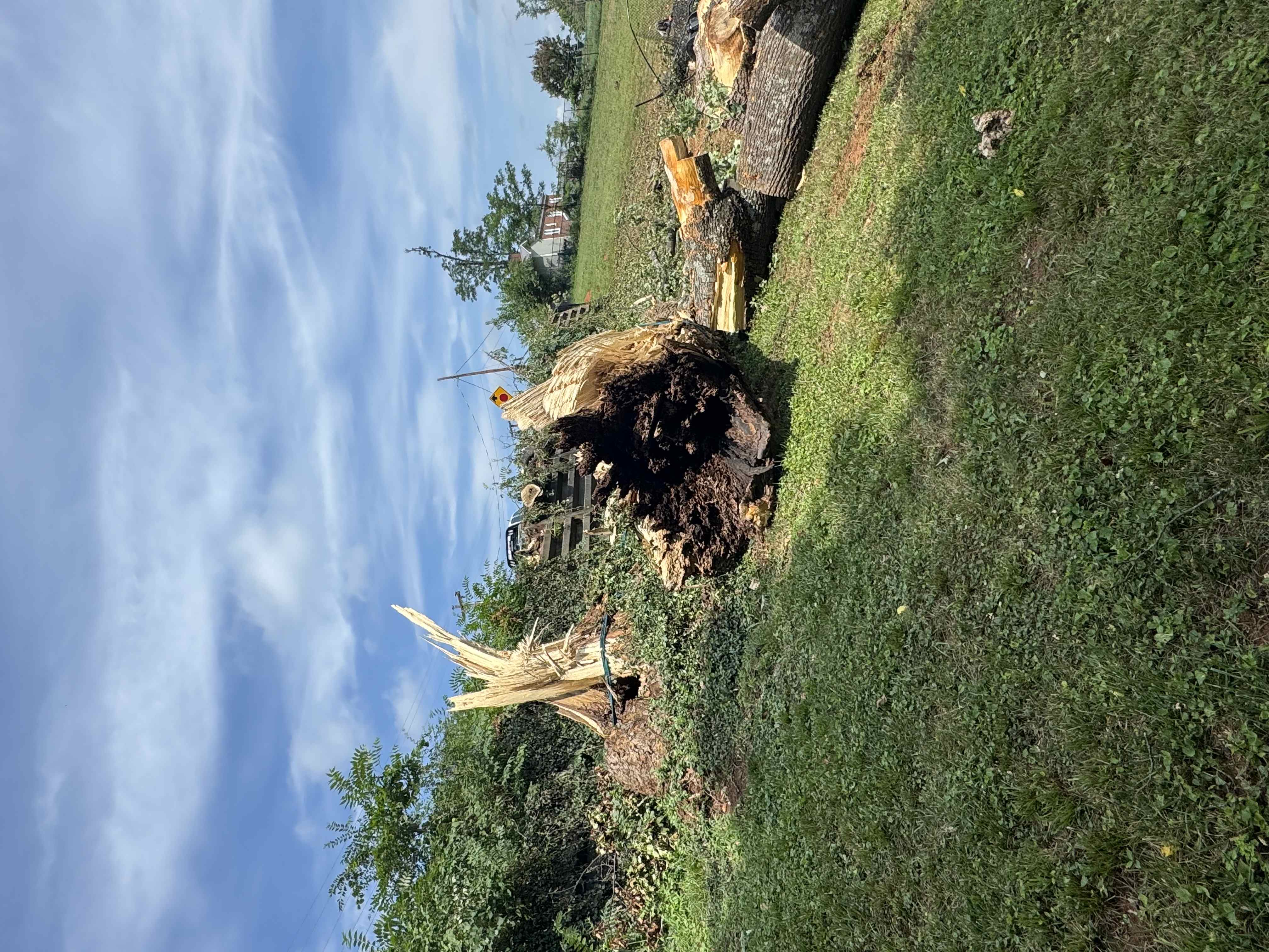 Compact track loader clearing a large fallen tree in a residential backyard