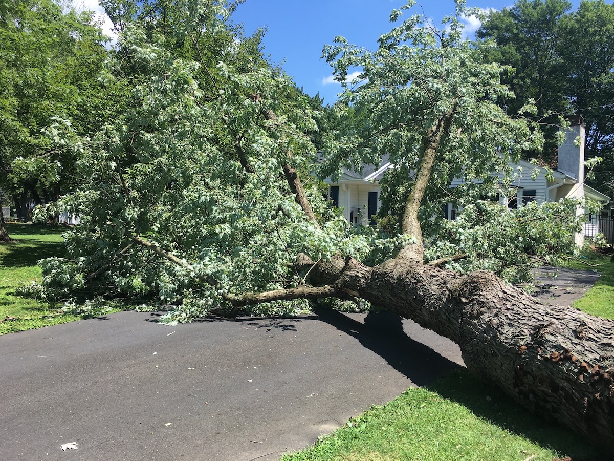 Storm-damaged tree being cleared by emergency tree service crew