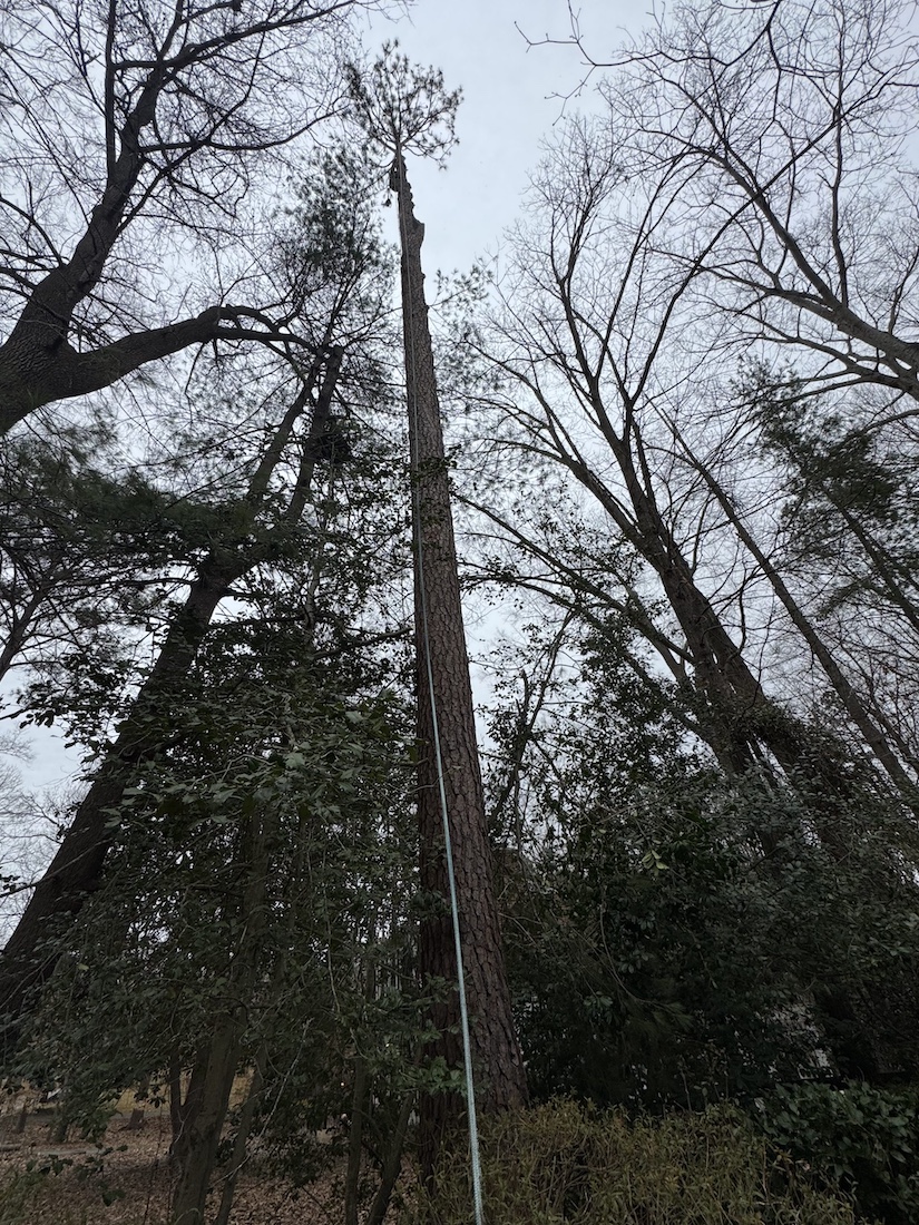 Tall pine rigged for controlled sectional pruning