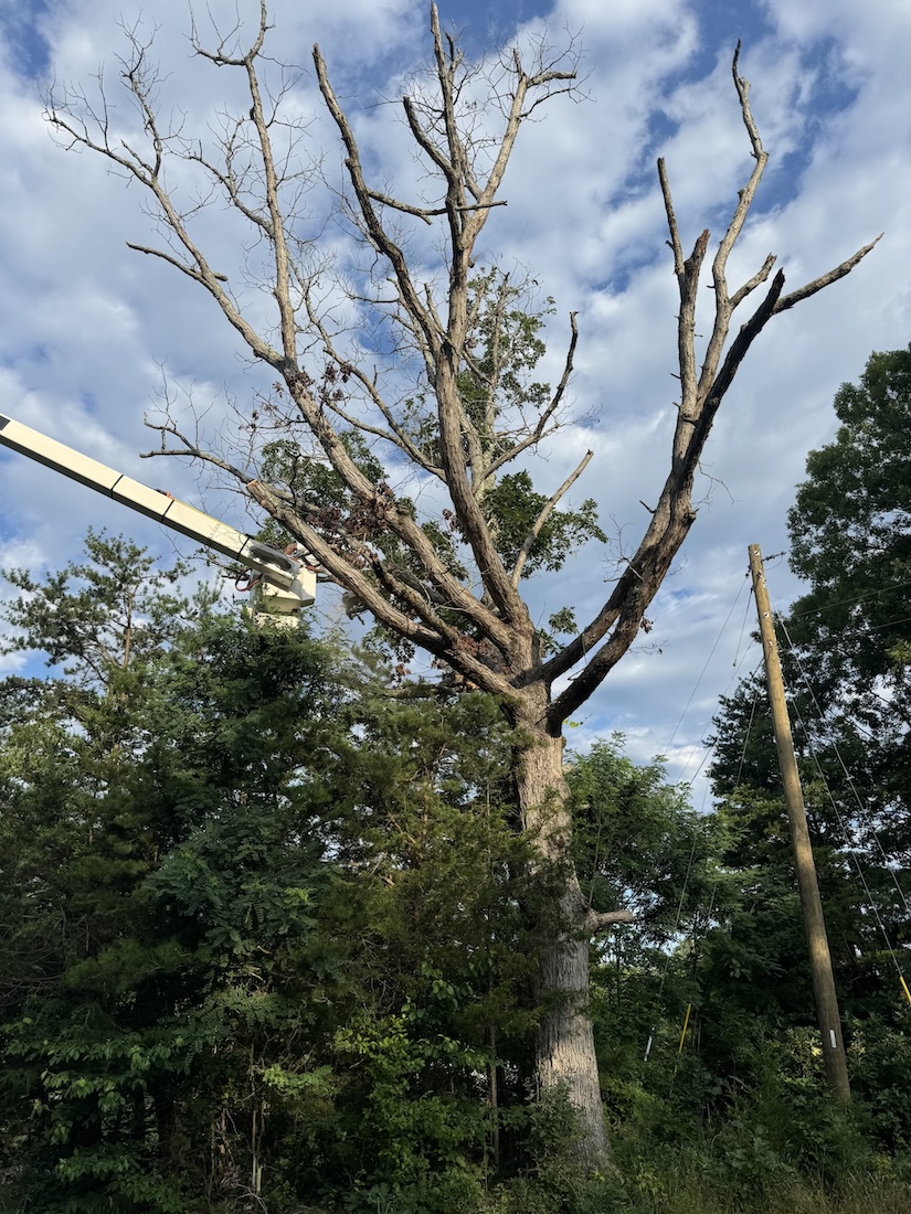 Arborist pruning a mature tree from an aerial lift in Central Virginia