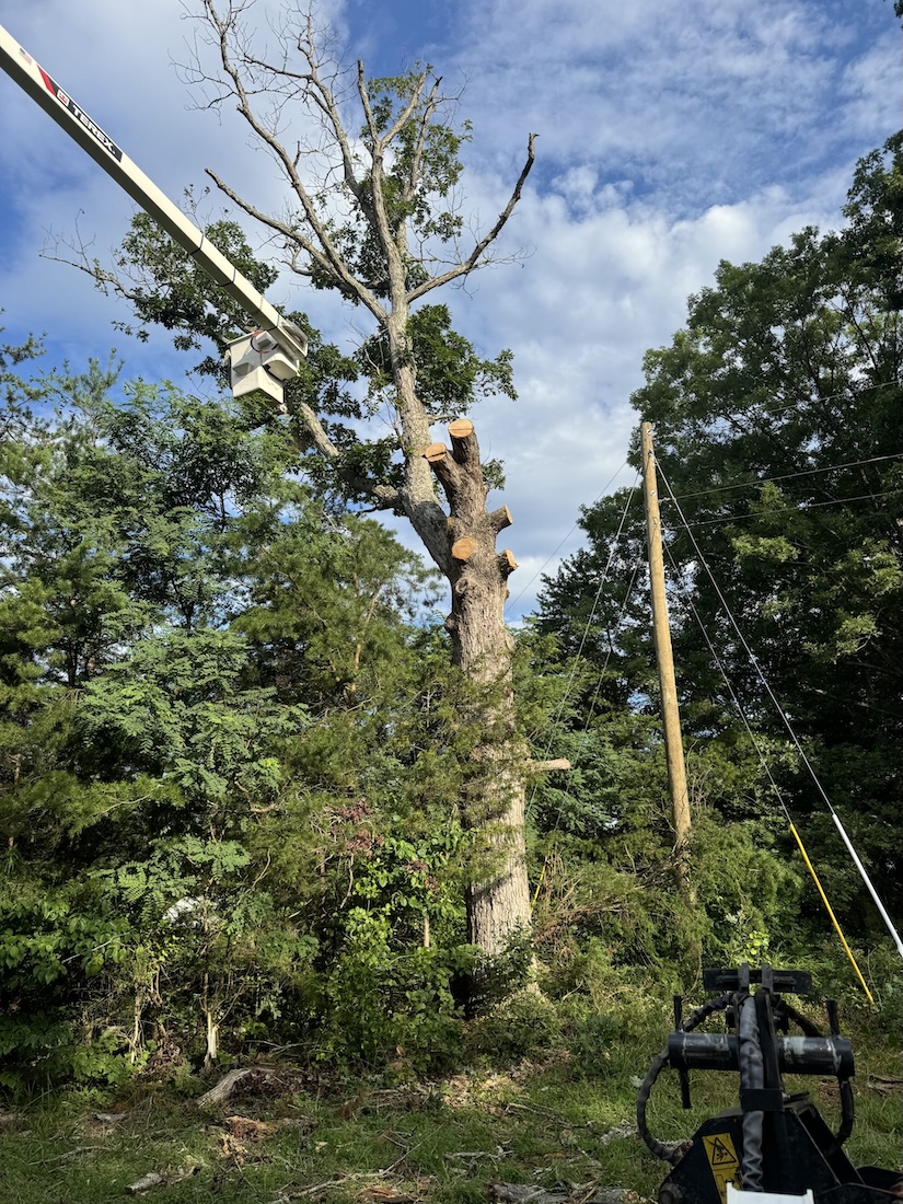 Bucket truck trimming a tree during a pruning job