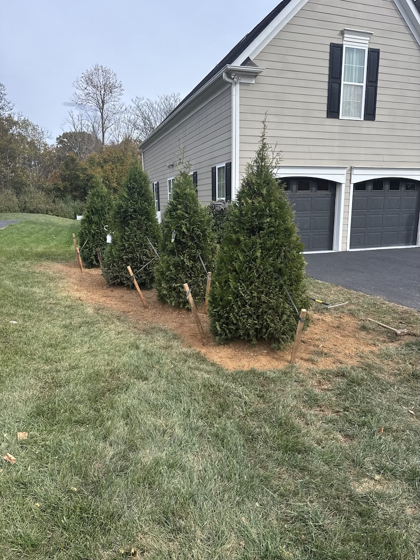 Pruned trees on a Central Virginia property