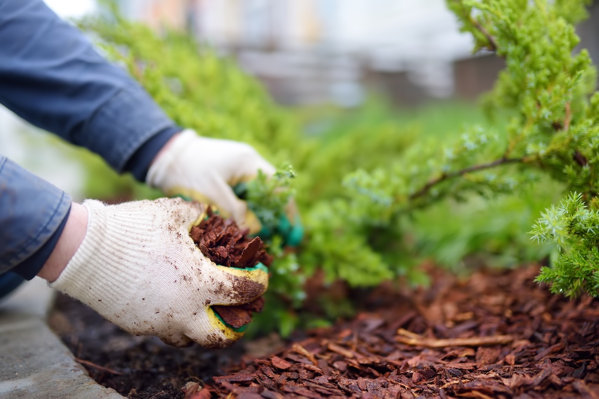 Freshly installed mulch around trees and landscape beds in Central Virginia